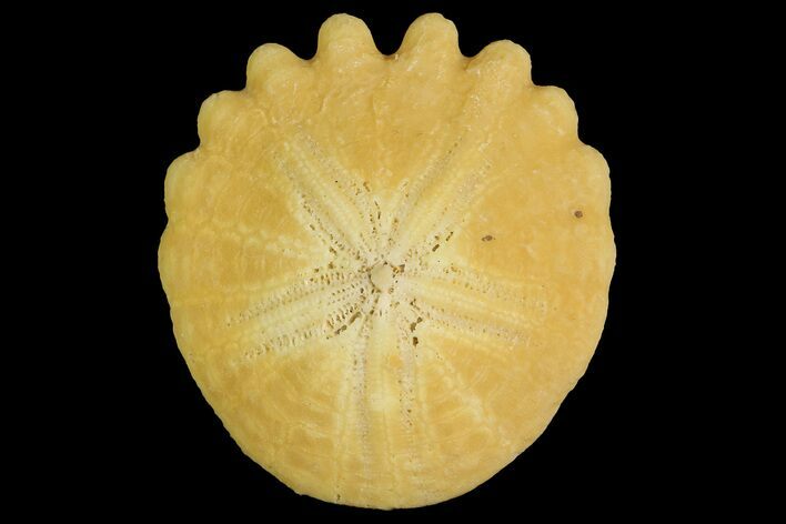 Fossil Sand Dollar (Heliophora) - Boujdour Province, Morocco #177947